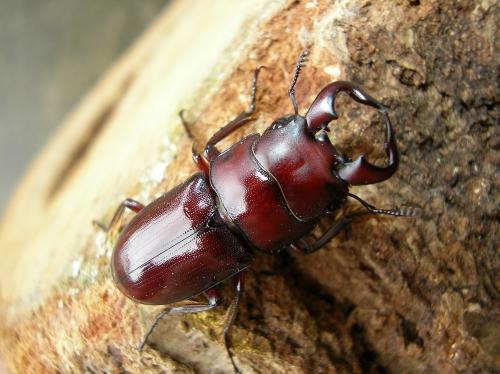 ����ˤĤ��ơ�2022ǯ6��29������������ɬ�����Ʋ��������ʲ�������