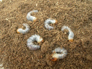 ����ˤĤ��ơ�2024ǯ1��6���������ʲ�������