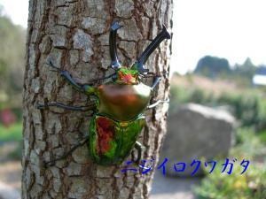 Ĺ�����˥��������塞������50�ߥ�UP�ڥ������٥���Ѥ˾���ޤ����ʲ�������