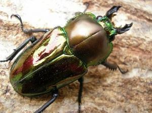 �˥��������塞������ñ�ʡʲ�������