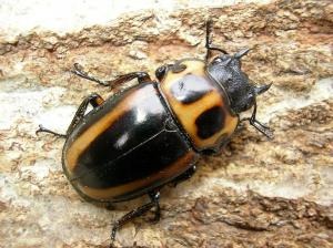 ��󥬥����塞���ʥ�󥬥���꡼�ˡ���ñ�ʡʲ�������