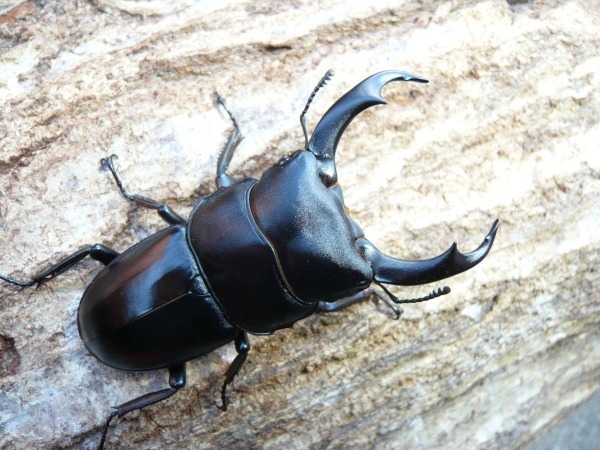 �����󥯥�󥰥������塞���������10Ƭ��1Ƭ�����ӥ��ʲ�������