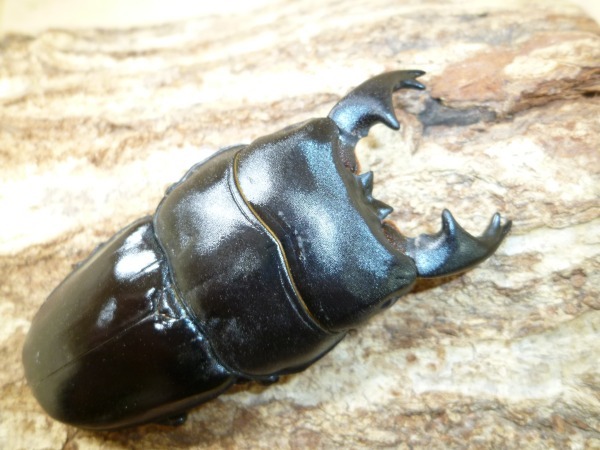 ���륭�ǥ��ҥ饿�������10Ƭ������1Ƭ�����ӥ����ʲ�������