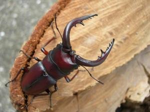 �񻺥Υ����ꡡ�����10Ƭ��������1Ƭ�����ӥ��ʲ�������