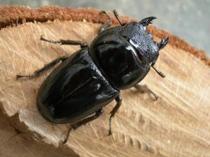 �ѥ��󥪥��ҥ饿����50�ߥ�ñ�ʡʲ�������