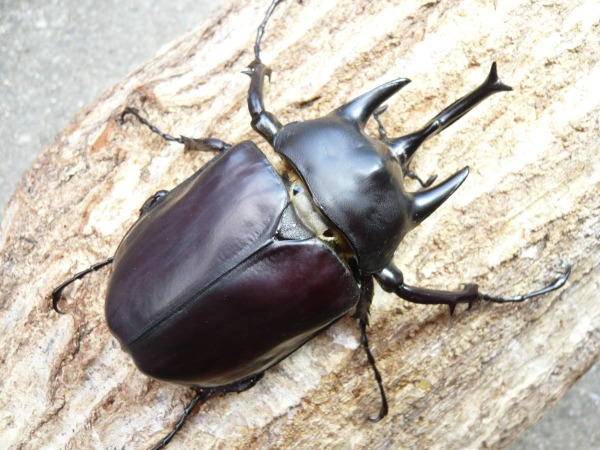 �����������󥾥����֥�/�����ƥ����󥾥����֥ȡʥ�å����������֥ȡˡ���10Ƭ��������1Ƭ�����ӥ����ʲ�������