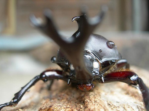 WW���ۥ磻�ȥ������񻺥��֥ȥॷ�����10Ƭ��1Ƭ�����ӥ��ʲ�������