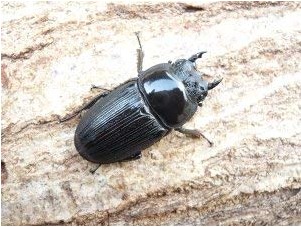 ����ɥ���ӥǥ󥹡���ñ�ʡʲ�������