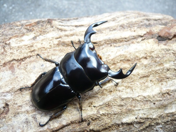 �ͥѡ��륢�󥿥������������10Ƭ������1Ƭ�����ӥ����ʲ�������