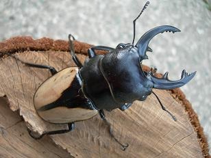 �֥�ޥ��������ĥ䥯�塞���������10Ƭ��������1Ƭ�����ӥ����ʲ�������