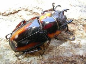 �����������Х��Υ����ꡡ��ñ�ʡʲ�������