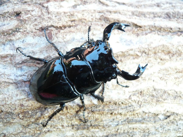 �����ɥ��������ĥ䥯�塞������65�ߥ�UP�ڥ��ʲ�������