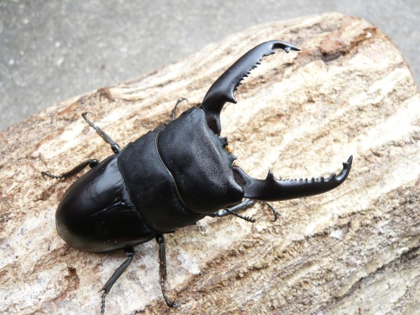 �ѥ��󥪥��ҥ饿����95�ߥ�UP�ڥ��ʲ�������