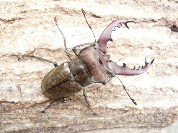 �񻺥ߥ�ޡ������10Ƭ��������1Ƭ�����ӥ��ʲ�������