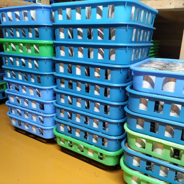 �ݻ奫�å�430cc���ꡡ�˥��������塞��������ʲ�������