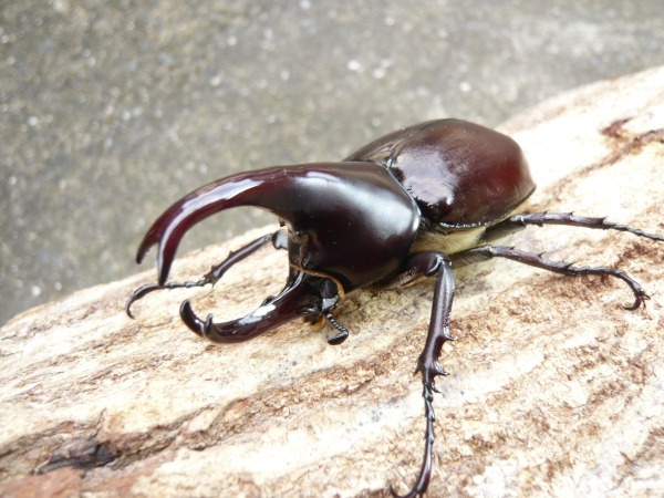 �ե�����󥷥��˥��ҥᥫ�֥ȡ������10Ƭ��������1Ƭ�����ӥ����ʲ�������