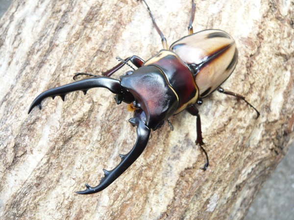 �����ե��֥꡼���Υ����ꡦ�������磻�������10Ƭ��������1Ƭ�����ӥ��ʲ�������