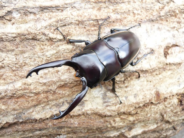 ���������쥹�Υ����ꡡ�����10Ƭ������1Ƭ�����ӥ����ʲ�������