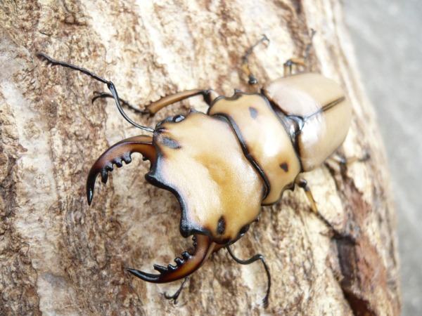 ��󥬥����塞���ʥ�󥬥���꡼�ˡ������10Ƭ������1Ƭ�����ӥ����ʲ�������