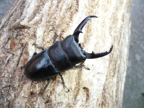 �񻺥ҥ饿����65�ߥ�UP�ڥ��ʲ�������