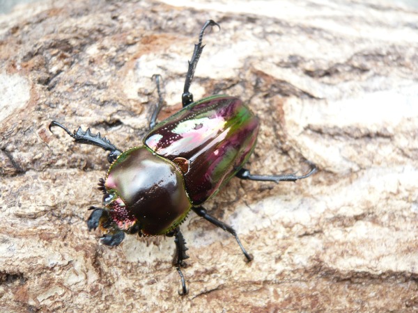 ��åɡ��˥��������塞������ñ�ʡʲ�������