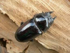 �񻺥������塞������45�ߥ�UPñ�ʡʲ�������