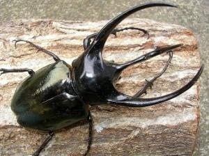 ������绺�������������������֥ȡ������10Ƭ������1Ƭ�����ӥ����ʲ�������