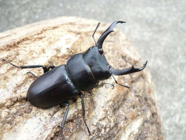 �����塞���������10Ƭ��������1Ƭ�����ӥ��ʲ�������