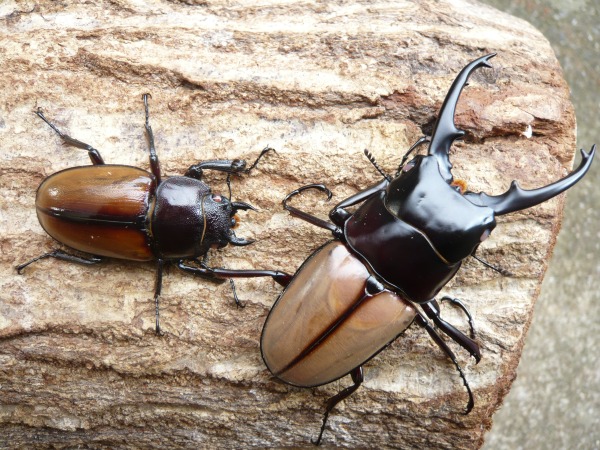 �ԥ󥯥�������ե���ȥΥ����ꡡ�����10Ƭ��������1Ƭ�����ӥ��ʲ�������