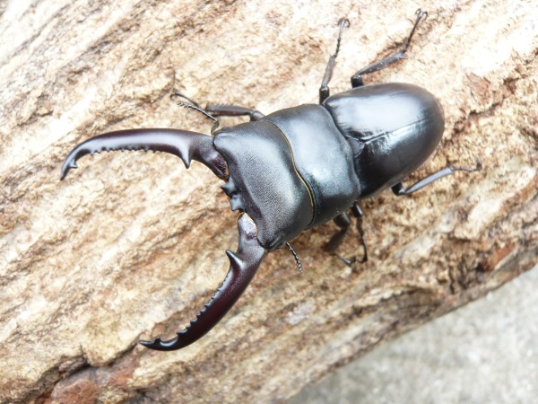 �ĥ��ޥҥ饿�������10Ƭ��1Ƭ�����ӥ��ʲ�������