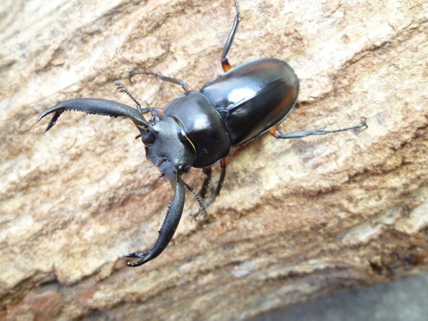 �ǥ��ǥ������륷������50�ߥ���ڥ��ʲ�������