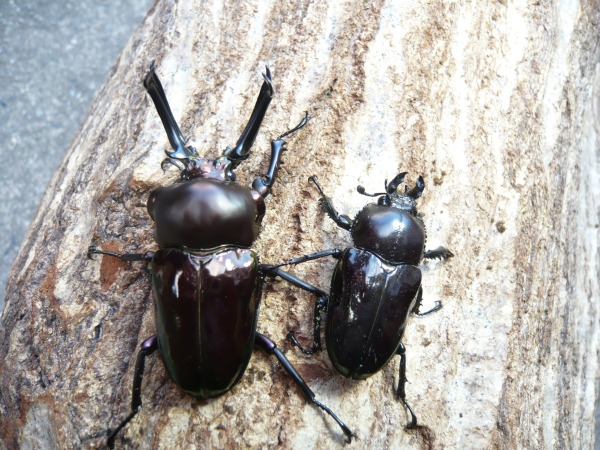 �֥�å��˥��������塞���������10Ƭ��1Ƭ�����ӥ��ʲ�������