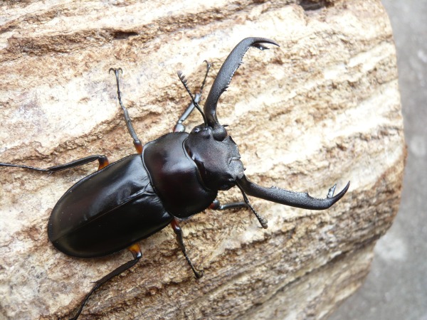 �ǥ��ǥ������륷������60�ߥ�UP�ڥ��ʲ�������