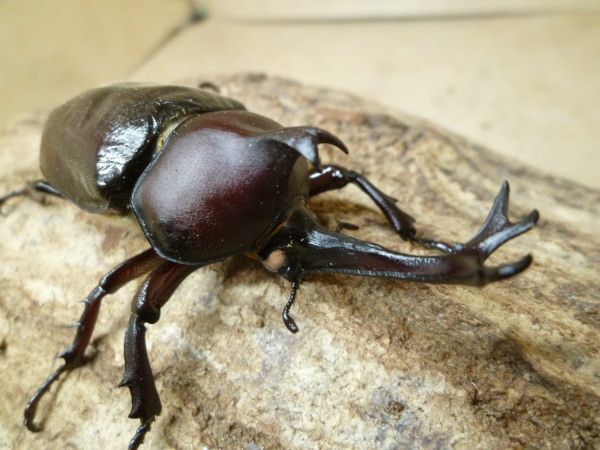 WW���ۥ磻�ȥ������񻺥��֥ȥॷ����70�ߥ�UP�ڥ��ʲ�������