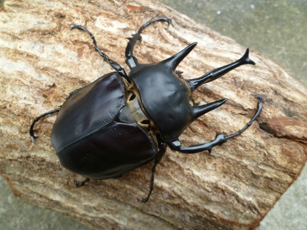 �饹�ȡ����������������󥾥����֥�/�����ƥ����󥾥����֥ȡʥ�å����������֥ȡˡ���115�ߥ�UP�ڥ��ʲ�������