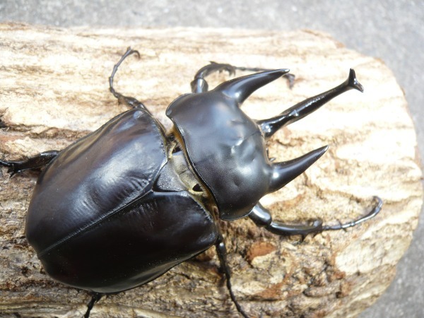 �饹�ȡ����������������󥾥����֥�/�����ƥ����󥾥����֥ȡʥ�å����������֥ȡˡ���110�ߥ�UP�ڥ��ʲ�������