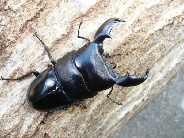 ���ޥȥ�ҥ饿����ñ�ʡʲ�������