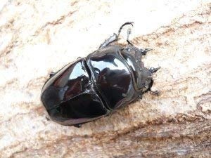 �����ɥ��������ĥ䥯�塞������ñ�ʡʲ�������