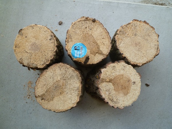 �����ڡ�XL�������ʲ�������