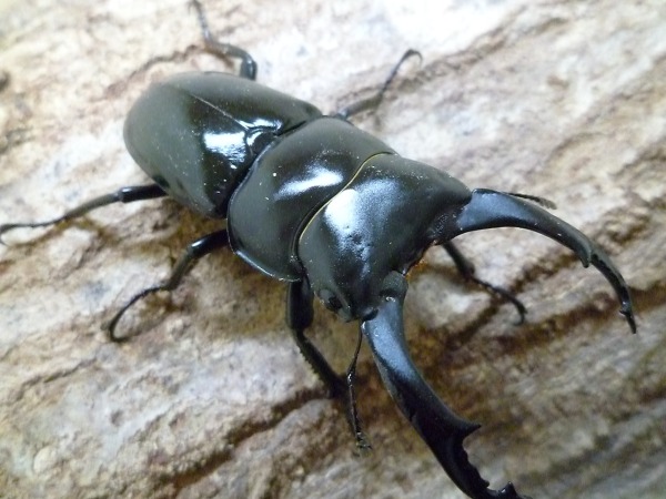 �ͥѡ��륳���塞��(�ͥѥ�󥷥�) ������ʲ�������