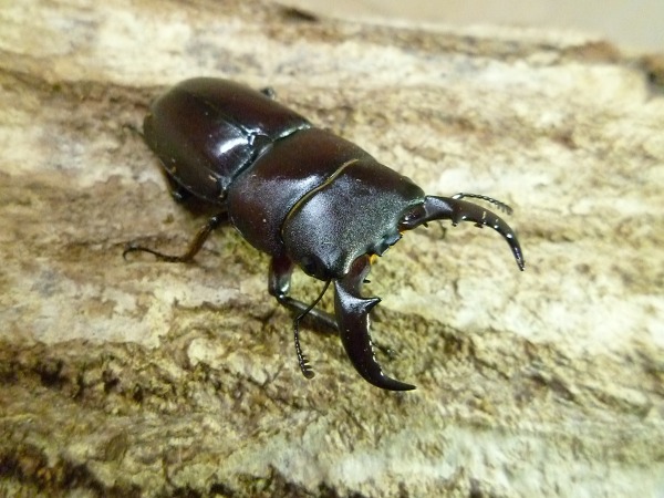 �������绺�������ȥ��ҥ饿����30�ߥ��桡ñ�ʡʲ�������