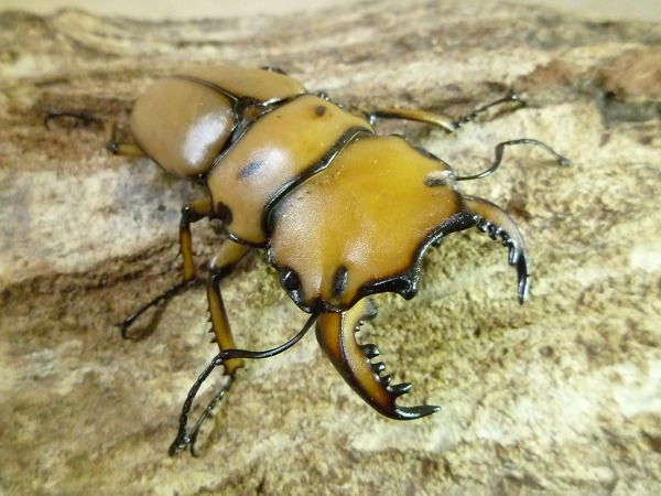 ��󥬥����塞���ʥ�󥬥���꡼�ˡ���50�ߥ�UP�ڥ����ʲ�������