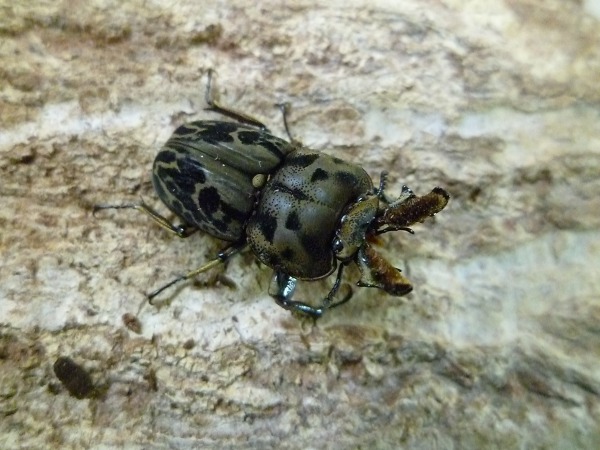 �ں߸˽�ʬ�ۡ���ʥ��֥��塞��������ʲ�������