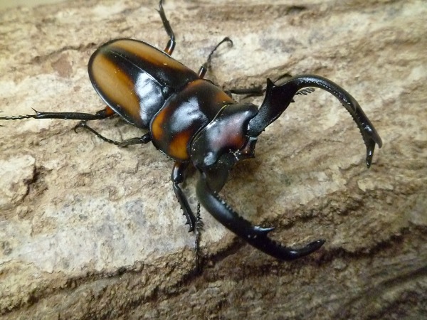 ���ѺѤߡ����ڥ���������������ñ�ʡʲ�������