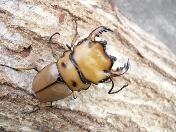 �񤢤���Ρ�����󥬥����塞���ʥ�󥬥���꡼�ˡ���50�ߥ�UP�ڥ��ʲ�������