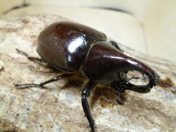 �饹�ȡ������ե�����󥷥��˥��ҥᥫ�֥ȡ���60�ߥ�UP�ڥ��ʲ�������