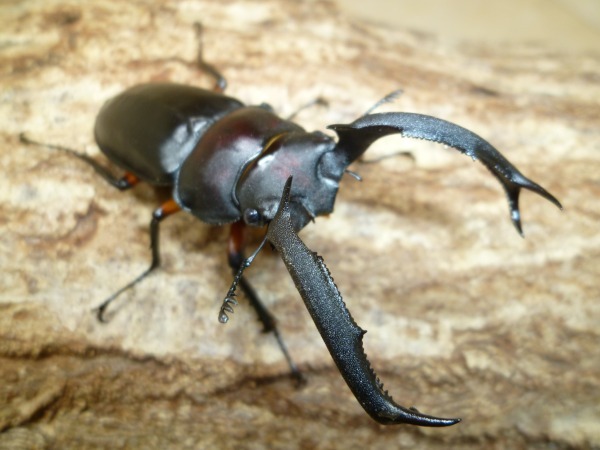 �ǥ��ǥ������륷���������10Ƭ��������1Ƭ�����ӥ��ʲ�������