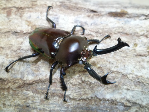 �ۥ磻�ȥ������֥�å��˥��������塞���������10Ƭ��1Ƭ�����ӥ��ʲ�������