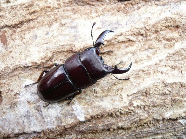 �Ĥ�Ϥ��������������绺�������ȥ��ҥ饿����45�ߥ�UP�ڥ��ʲ�������