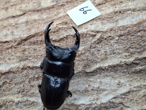 ���š�WF1����̾�����»����񻺥������塞������66�ߥ�ڥ��ʲ�������